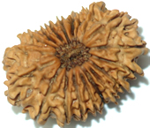 18 mukhi rudraksha  beads hyderabad